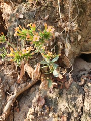 Kalanchoe lanceolata