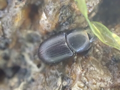 Calamosternus granarius