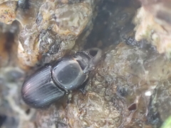 Calamosternus granarius