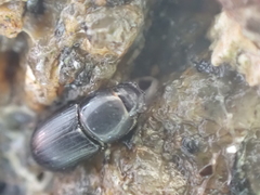 Calamosternus granarius