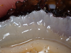 Patella ulyssiponensis