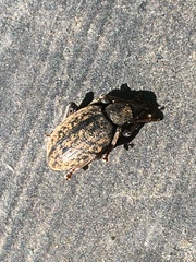 Otiorhynchus aurifer