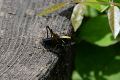 Eobiana engelhardti subtropica