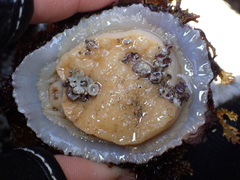 Patella ulyssiponensis