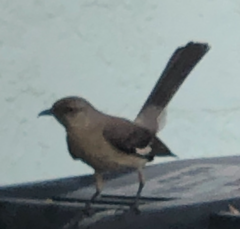 Mimus polyglottos