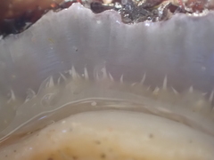 Patella ulyssiponensis