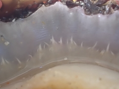 Patella ulyssiponensis