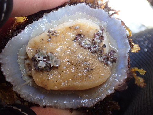China Limpet