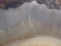 Patella ulyssiponensis