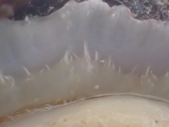 Patella ulyssiponensis