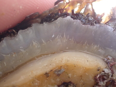 Patella ulyssiponensis