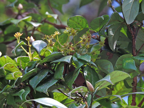 Machilus konishii