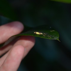 Heterallactis microchrysa