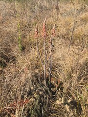 Aloe greatheadii davyana