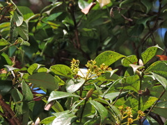 Machilus konishii, photograph Jacy Chen, CC BY, iNaturalist via GBIF