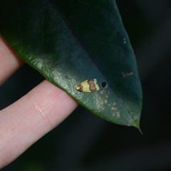 Heterallactis microchrysa