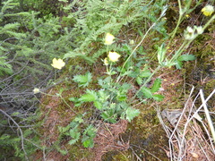 Potentilla kuznetzowii