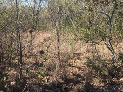 Aloe greatheadii davyana