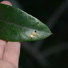 Heterallactis microchrysa