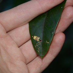 Heterallactis microchrysa