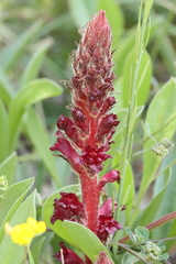 Orobanche foetida