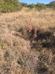 Aloe greatheadii davyana