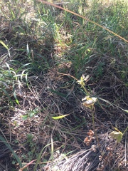 Bidens biternata