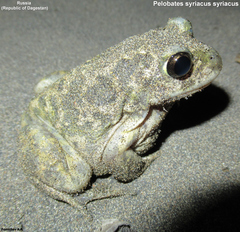 Pelobates syriacus