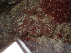 Morchellium argus