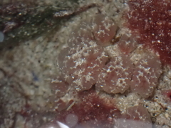 Morchellium argus