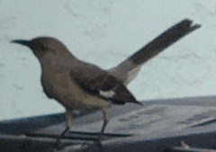 Mimus polyglottos