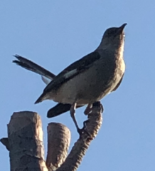 Mimus polyglottos