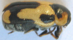 Peploptera
