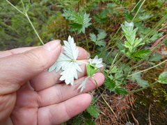 Potentilla kuznetzowii