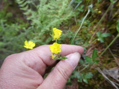 Potentilla kuznetzowii