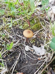 Agaricales