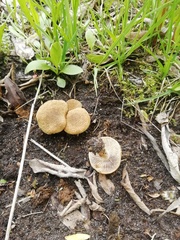 Agaricales