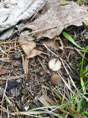 Agaricales