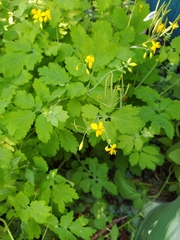 Chelidonium majus