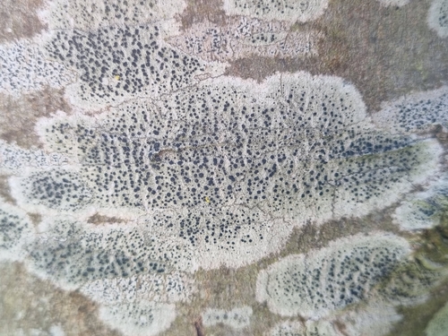 Rusvoji skyvytė nuotrauka