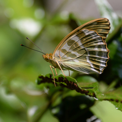Argynnis paphia tsushimana