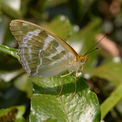 Argynnis paphia tsushimana