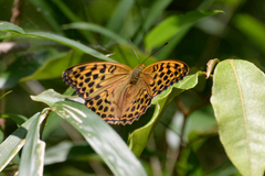 Argynnis paphia tsushimana