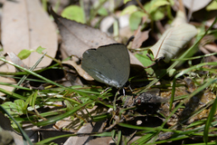 Curetis acuta paracuta