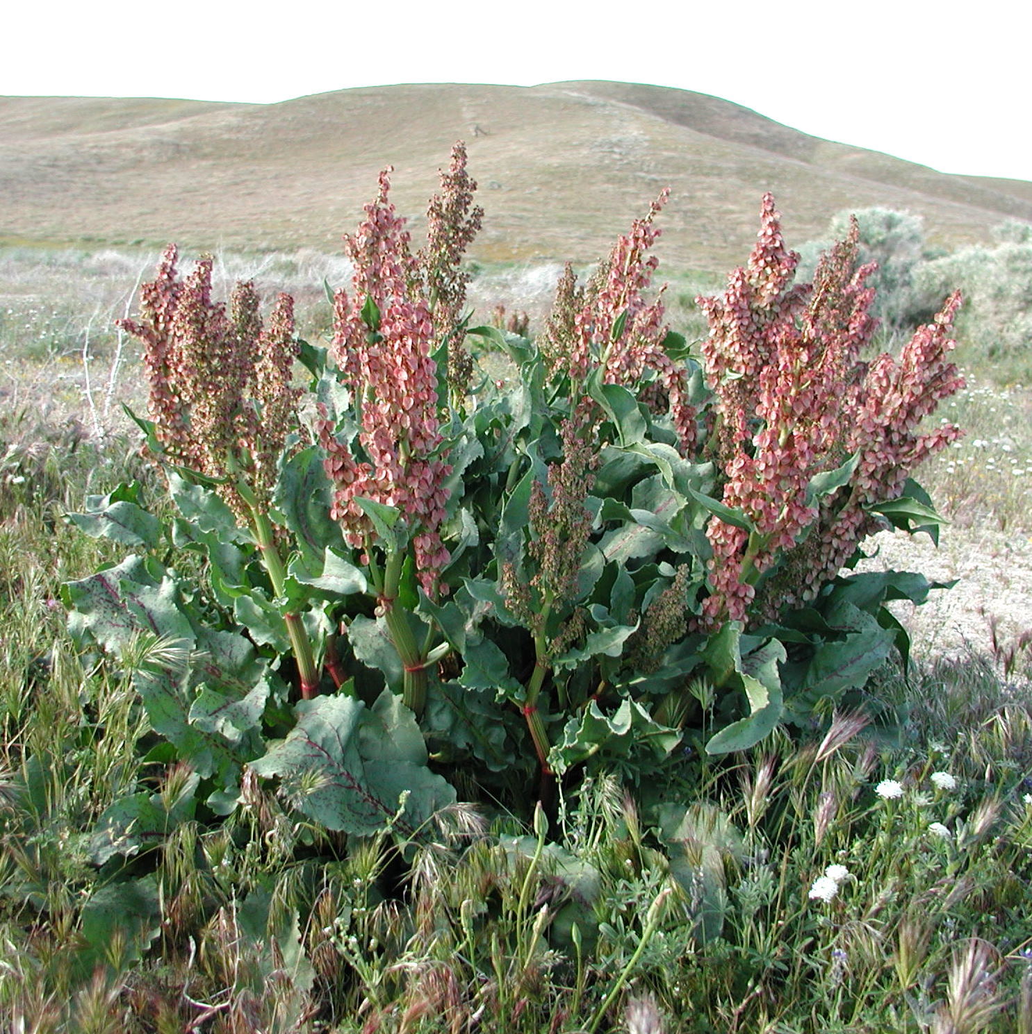 Rumex hymenosepalus