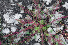 Oxybasis glauca glauca