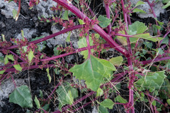 Oxybasis glauca glauca