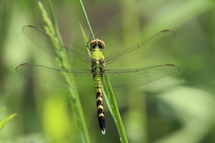 Erythemis simplicicollis