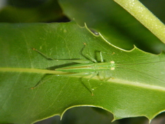 Phlugidini