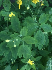 Chelidonium majus